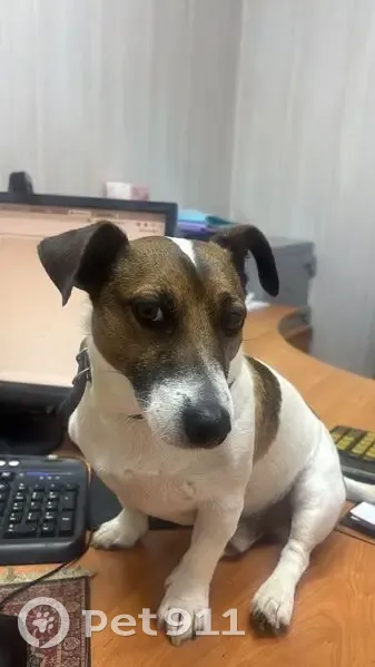 Пропала собака на ул. Монастырщинская - photo