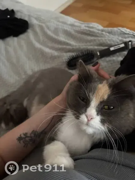 Пропала кошка, пр. Карла Маркса, 410 - photo