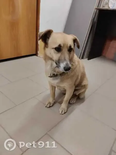 Пропала собака, Зеленоградская, 38, Кр. - photo