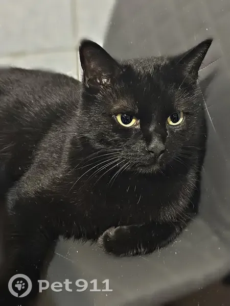 Пропала кошка, Пролетарский, ул. Центр. 22А - photo