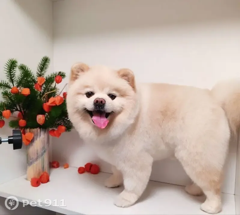 Пропала собака, ул. Кудрявцева, 35 - photo