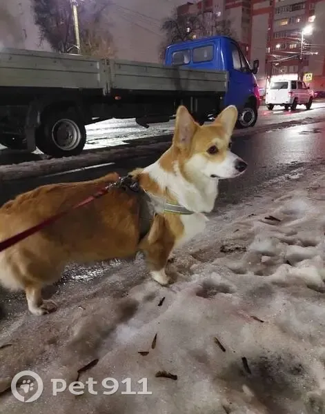 Найдена собака, ул. Ленинградская, Вологда - photo