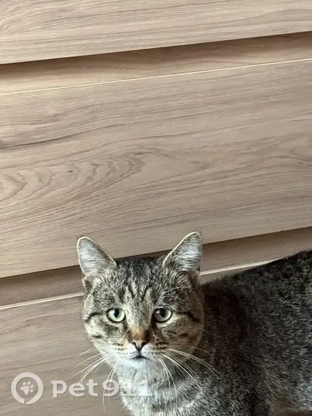 Пропала кошка, 27/01, Набережные Челны - photo