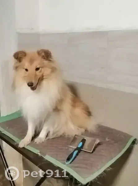 Пропала собака в Аристово, Рязанская обл. - photo