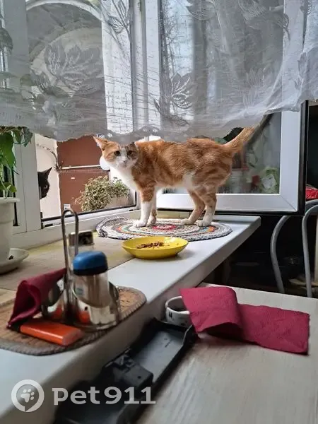 Пропал кот, 1-й Хорошёвский пр., 16 к1 - photo