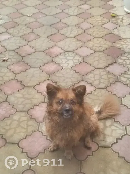 Пропала собака, ул. Калинина 36, Лабинск - photo