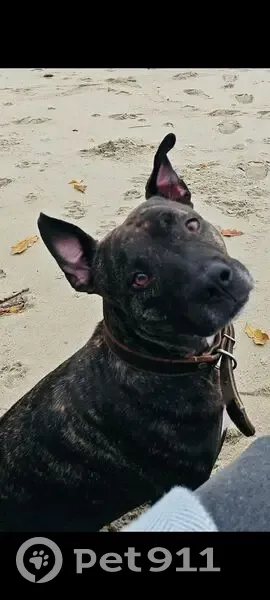 Пропала собака, Крымский проезд, Калининград - photo