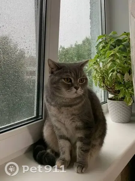 Пропала кошка, ул. Шумилова, 9, Чебоксары - photo