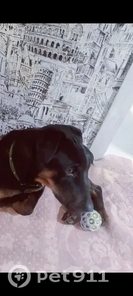 Пропала собака в Некоузском поселении - photo