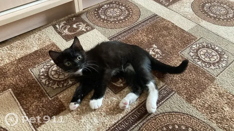 Пропала кошка, Нагатинская ул. 17 к1 - photo