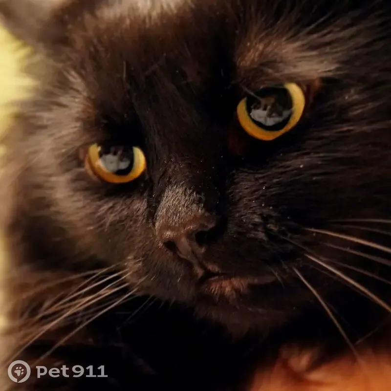 Пропала кошка на Вишнёвой 32, Рязань - photo