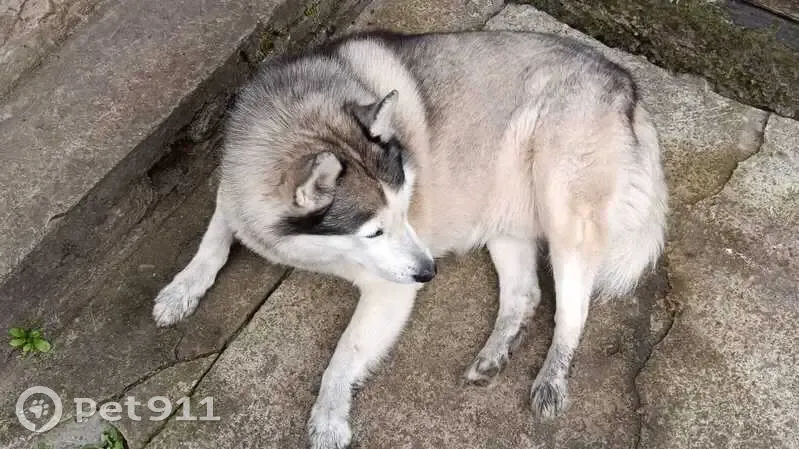 Пропала хаски, СПб, Ленинградская обл. - photo