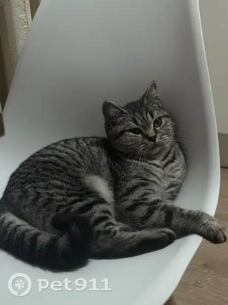 Пропала кошка, ул. Зайцева, 42, Птз - photo