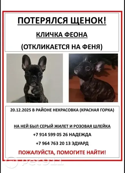 Пропала собака, ул. Черёмухина, Люберцы - photo