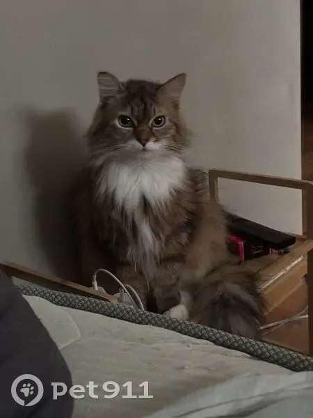 Пропала кошка, Космическая 16/1, Кемерово - photo