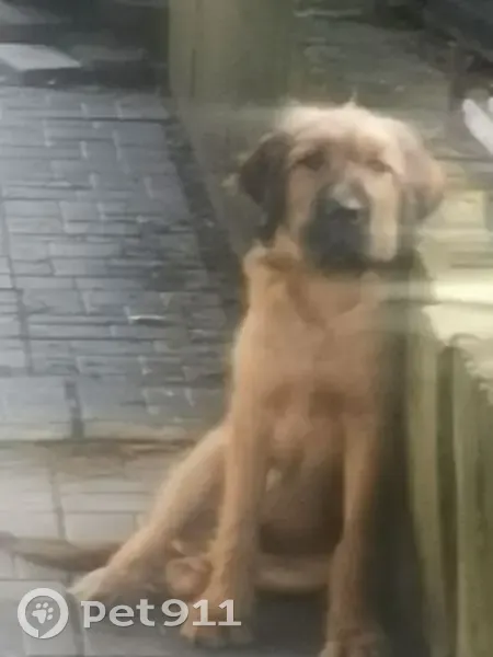 Пропала собака, Надеждинское, Приморье - photo