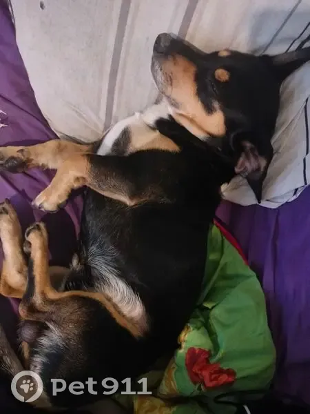 Пропала собака, ул. Достоевского 8, Г-А. - photo