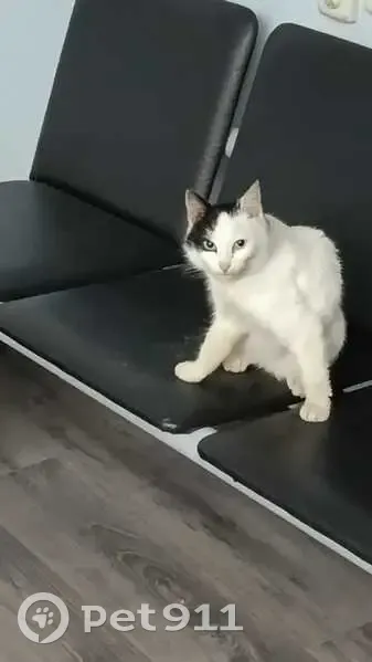 Кошка найдена: Болотниковская ул, 18 к2 - photo