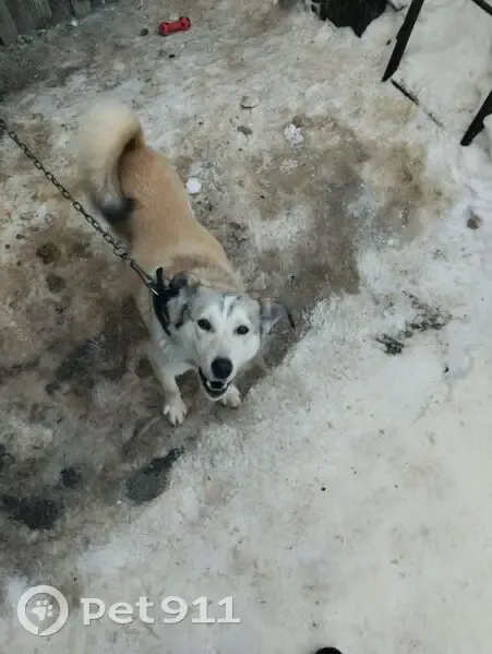 Пропала собака, Строительная ул, 90 - photo