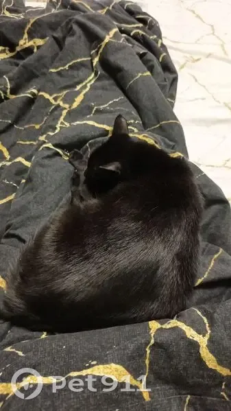 Пропала кошка, Алатырь, 4-я Железнодорожная - photo