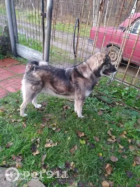 Пропала собака, Желябужский, 29Н-475 - photo