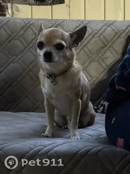 Найдена собака, Трубицино, 46Н-02078 - photo