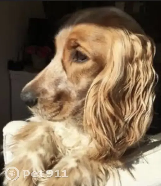 Пропала собака, Гагарина 242, Алатырь - photo