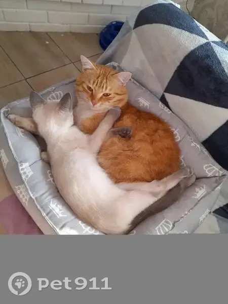 Пропала кошка, ул. Связистов, Тюмень - photo