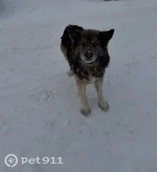 Собака найдена: Е.Стасовой, Красноярск - photo