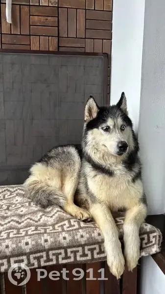 Найдена хаски, Окружная ул. 13, Лобня - photo