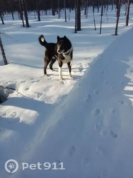 Пропала лайка, ул. 8-го Марта, 9 - photo