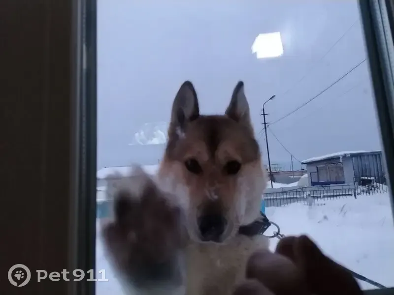 Пропала собака Рыжий, ул. Цапко 6Б, Оха - photo