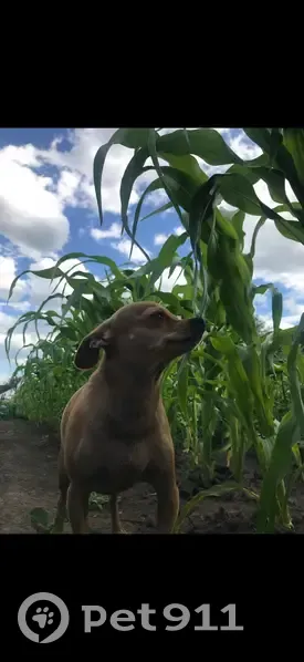 Пропала собака, Юрина 192, Барнаул - photo