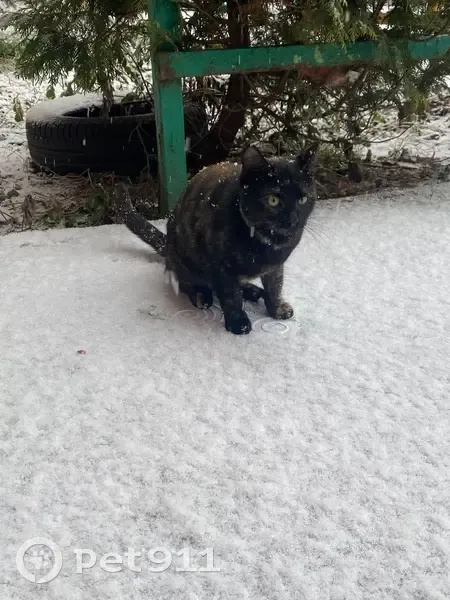 Найдена кошка, ул. Будённого 90Б, Тула - photo