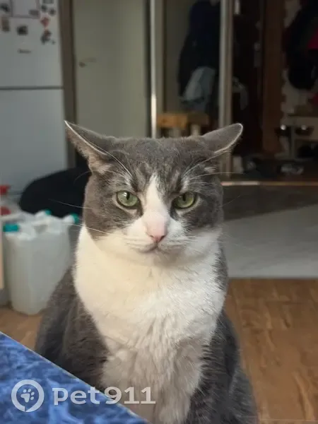 Пропала кошка, Горная ул., Петрозаводск - photo