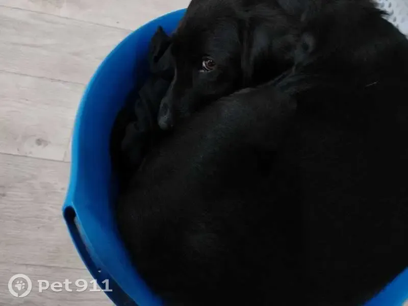 Пропала собака у ж/д 39км, ул. Спартака. - photo