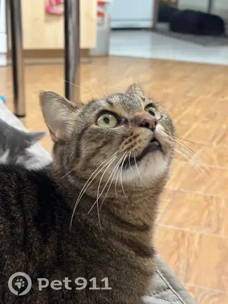 Пропал кот Мартин, Горная ул., Петрозаводск - photo