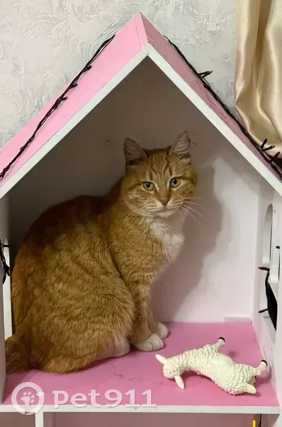 Пропал кот Персик, Миловка, Башкортостан - photo