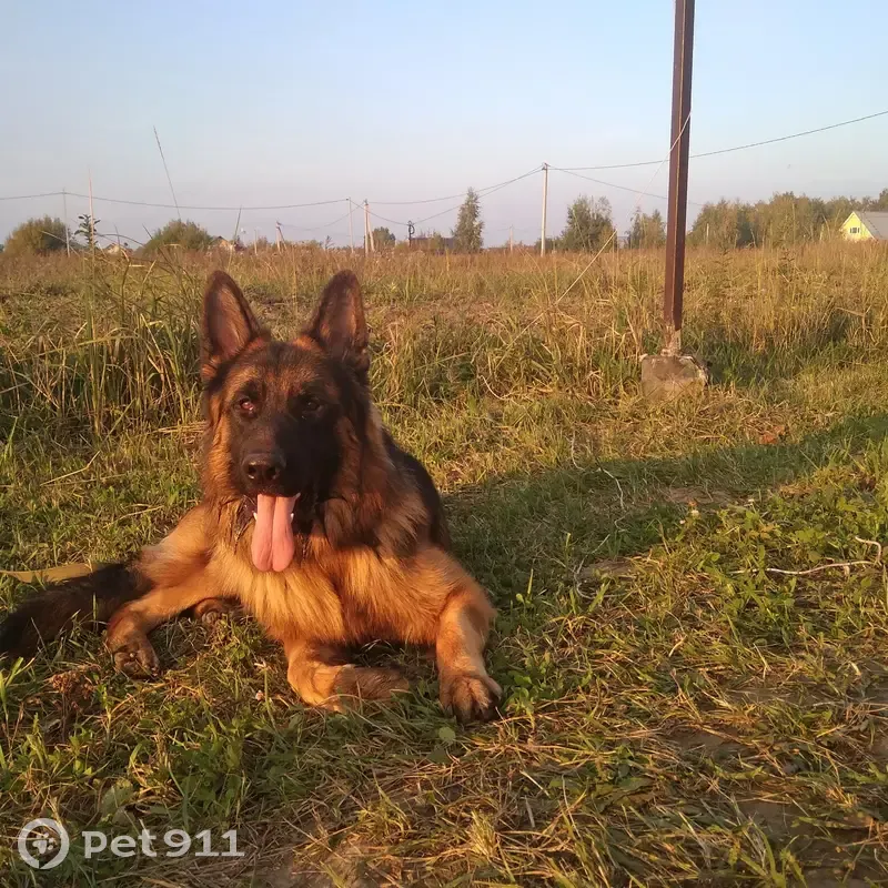 Пропала собака, Новая ул., Хирино - photo