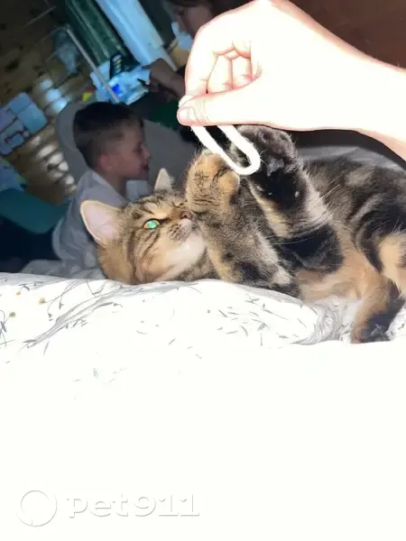 Пропала кошка, Егорьевск, МО - photo