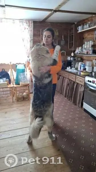 Пропала собака, Счастливая ул. 1, Лопухинка - photo