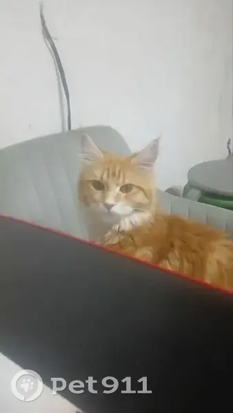 Пропала кошка Мия, Агатовая ул., 9, Ростов - photo