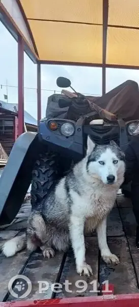 Пропали собаки в районе Велижа, Смоленск - photo