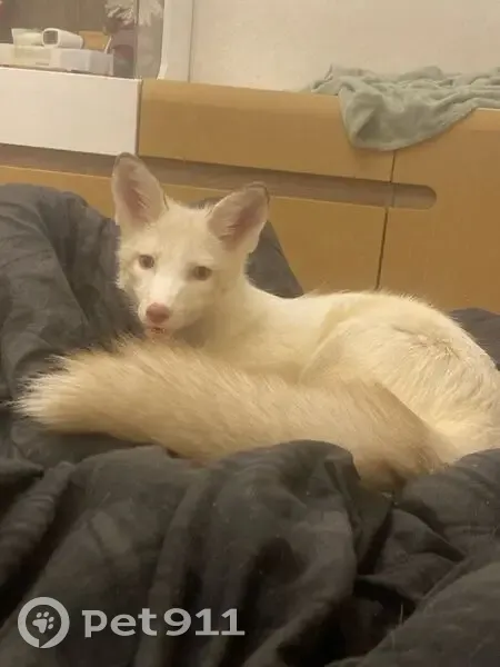 Пропала лиса, Калининградская область - photo