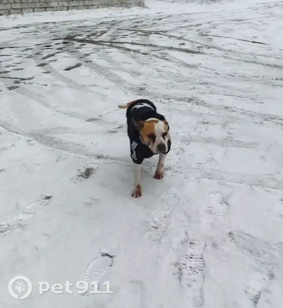 Найдена собака на Литейной улице, Брянск - photo