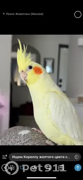 Пропала птица, Абрамцевская ул. 16, Москва - photo