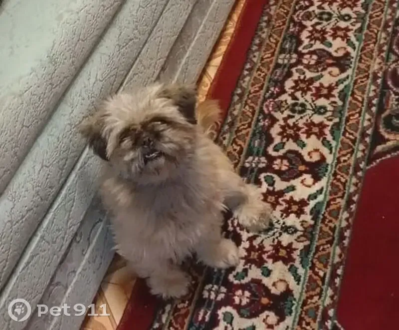 Пропала собака в Сузуне, Новосибирская обл. - photo