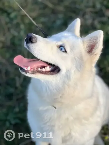 Пропала хаски, Симферопольская ул., Казань - photo