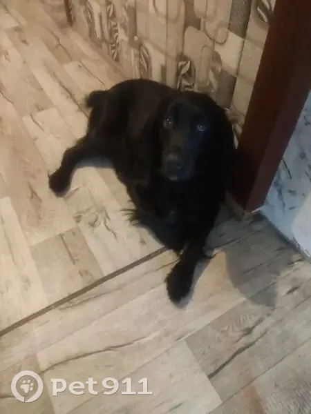 Пропала собака, ул. Шуминского, Липецк - photo