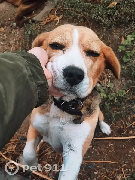 Пропала собака Бигль, Ямское, Саратовская - photo